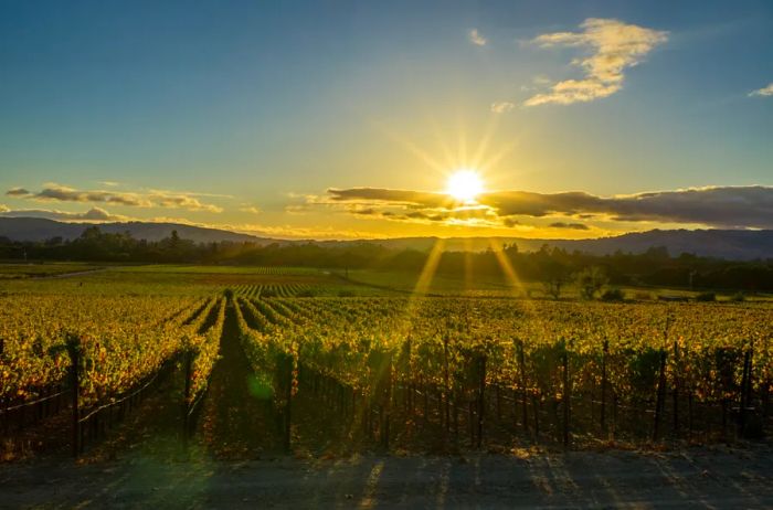 Sunlight bathes a vineyard during sunset.