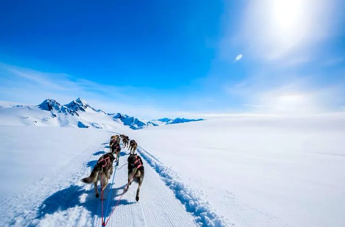 Dog Sledding Adventures in Alaska