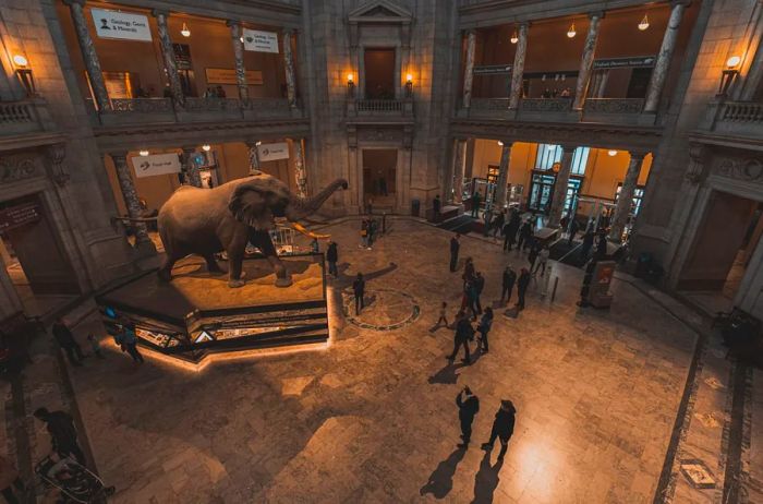 A few visitors admiring the elephant display in the lobby of the Smithsonian National Museum of Natural History.