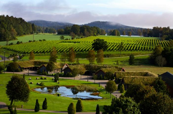 A picturesque view of the lush Ästad vineyard in Sweden.