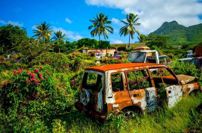 On Sint Eustatius island: rusting abandoned cars dot a lush green field accompanied by a few palm trees.