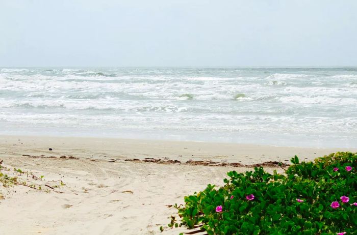 A pristine white sand beach beside lush green foliage