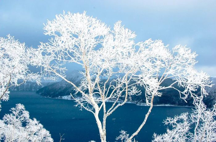 Lake Mashu adorned with rime ice, its tendrils wrapping around the bare branches during winter.