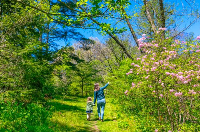 Visitors stroll along a path in the Botanical Gardens at Asheville.