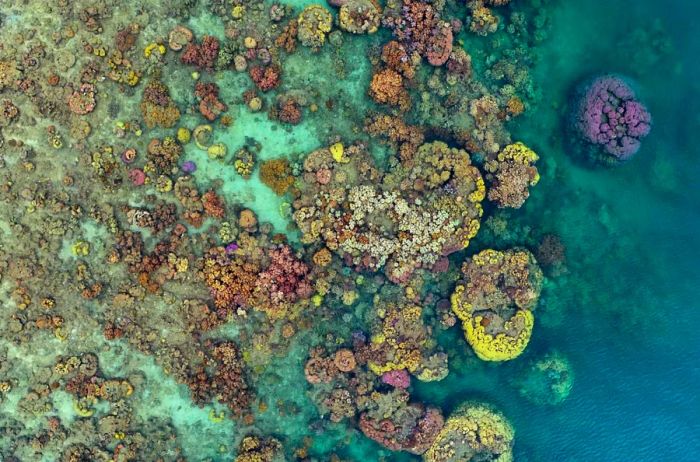 Aerial view showcasing a portion of the Great Barrier Reef, adorned with vibrant yellow and purple coral