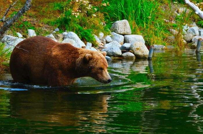 Grizzly bear in the water