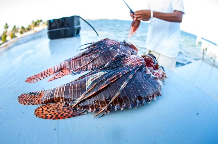 Lionfish, an invasive species in the Caribbean waters.