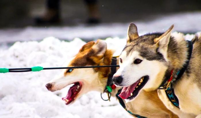 Two huskies in the snow with a leash attached to them