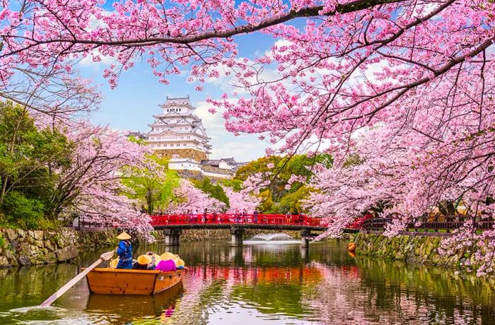 Cherry Blossoms near Himeji Castle, Japan