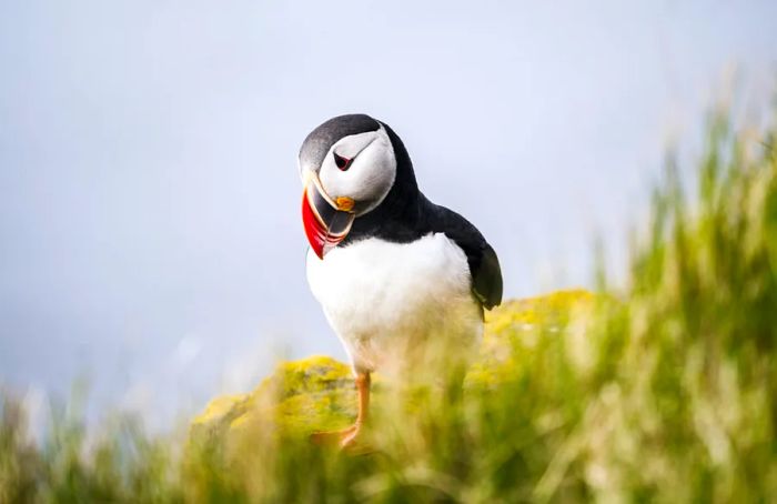 A Puffin Spotted in Iceland