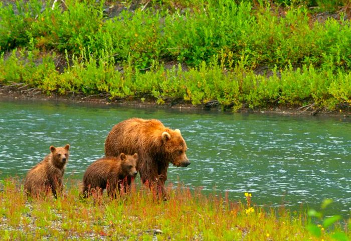 Chichagof Island is famous for its substantial population of brown bears.