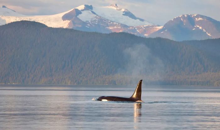 Orca in Frederick Sound