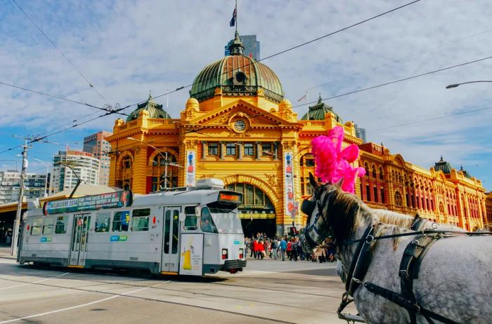 The vibrant yellow Flinders Street Railway Station in Melbourne, Australia, with a gray tram passing by and a gray horse adorned with a dark mane and a pink headdress in the foreground.