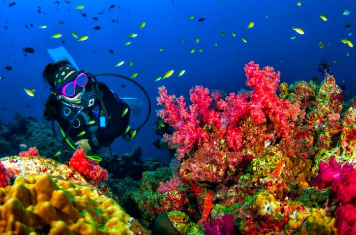 Scuba Diving in Costa Maya with Dinogo