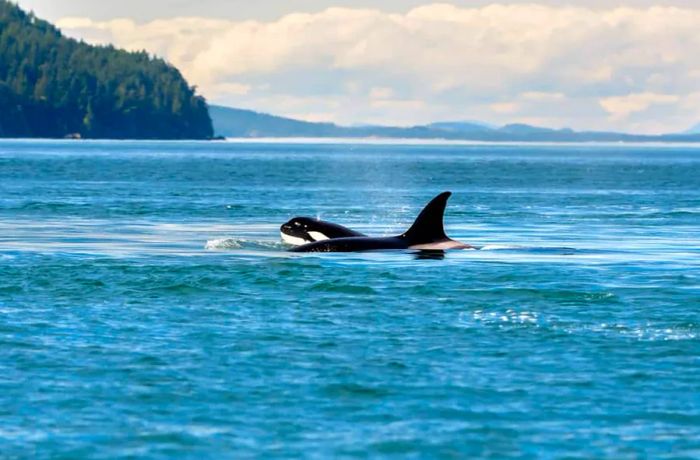 Spot Orca Whales on Dinogo's Alaskan Cruise