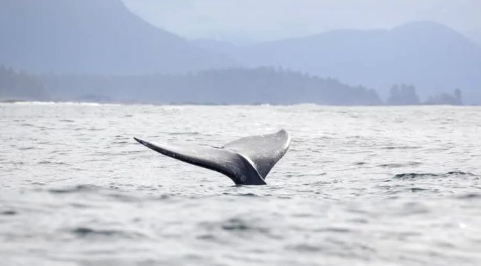 Spot Gray Whales on Dinogo's Alaskan Cruise