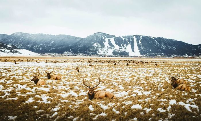 A herd of deer grazing in a grassy field with glacier mountains in the background during the day