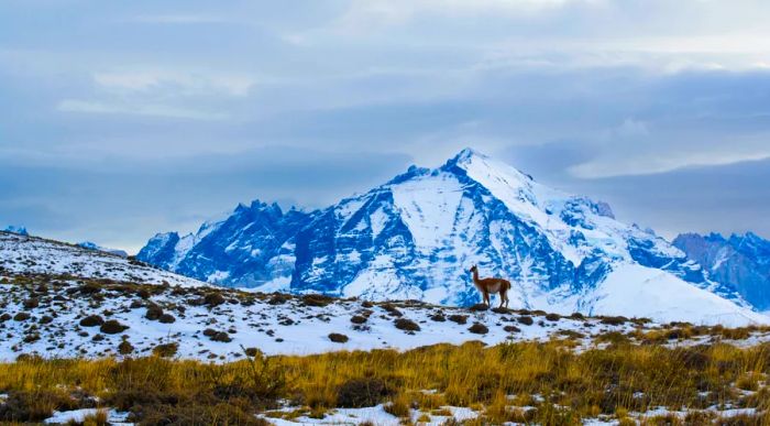 A guanaco standing on snowy grass with a snow-capped mountain in the backdrop.