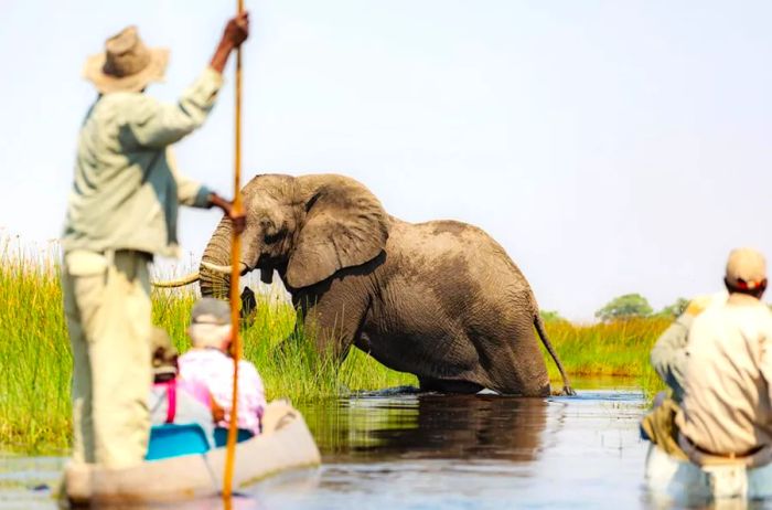 A group of people in a canoe observing an elephant emerging from the water nearby.