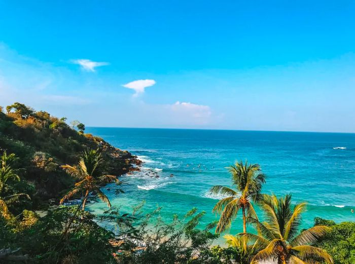 Coastline lined with palm trees