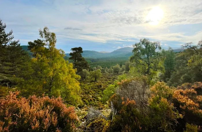 Cairngorms-Landscape-Laura-Dannen-Redman.jpg