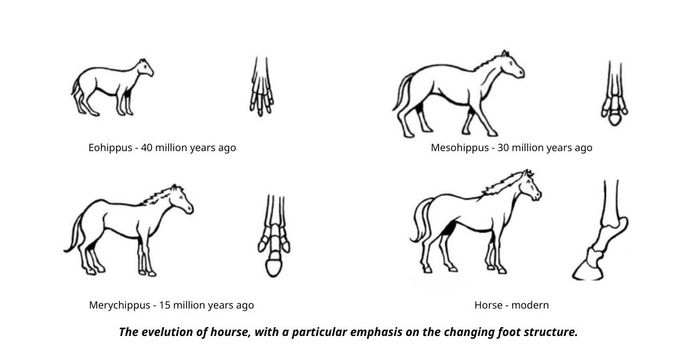 The evolution of horses, focusing particularly on the alterations in foot structure.
