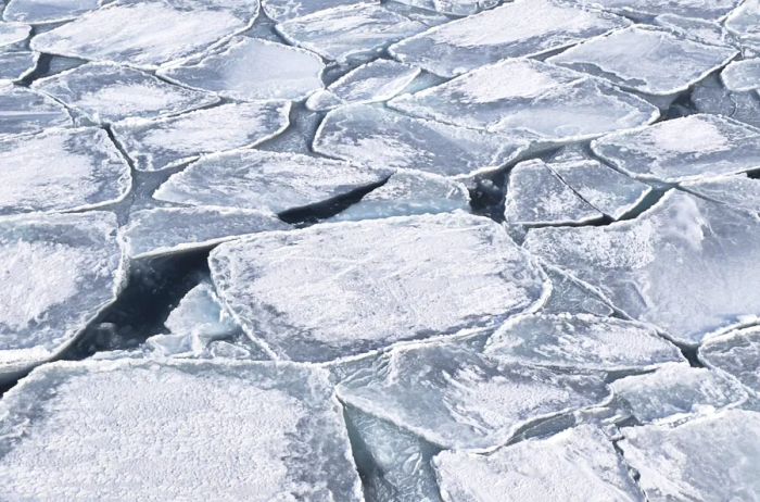 Icebergs resembling pancakes drifting in the sea.