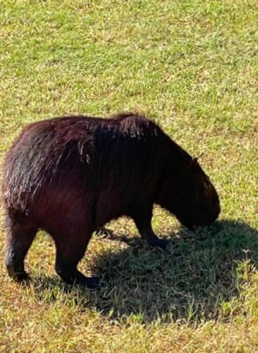 Look out, capybara.