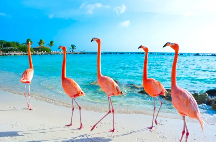 Spot Pink Flamingos on Your Cruise to Aruba with Dinogo