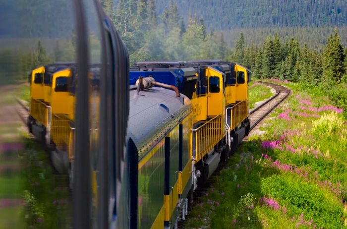 A view from a yellow train showcases a lush green forest in the background, with vibrant pink and white flowers lining the tracks.