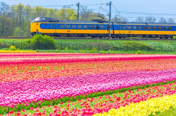 A blue and yellow Dutch Intercity train glides past rows of vibrant red, pink, and yellow tulips near Lisse.