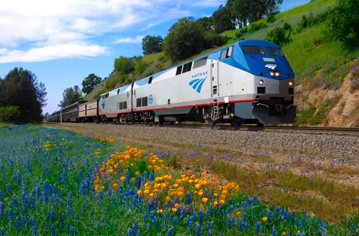 Amtrak's silver and blue California Zephyr engine glides past blue wildflowers and golden poppies along the tracks.