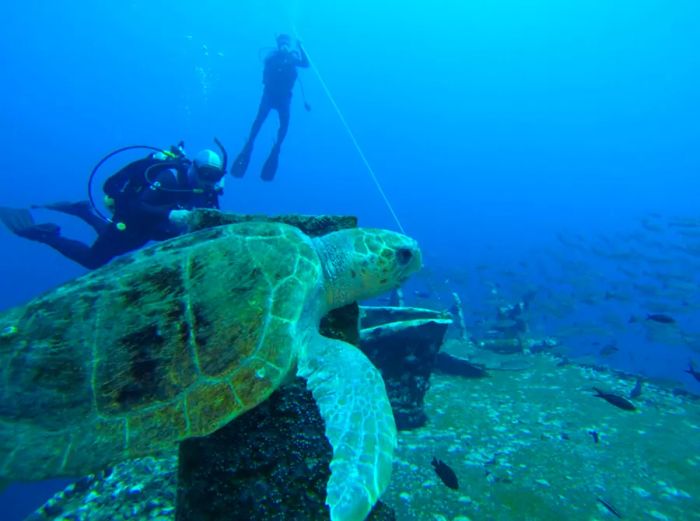 Diving Adventures in the Pensacola Bay Area