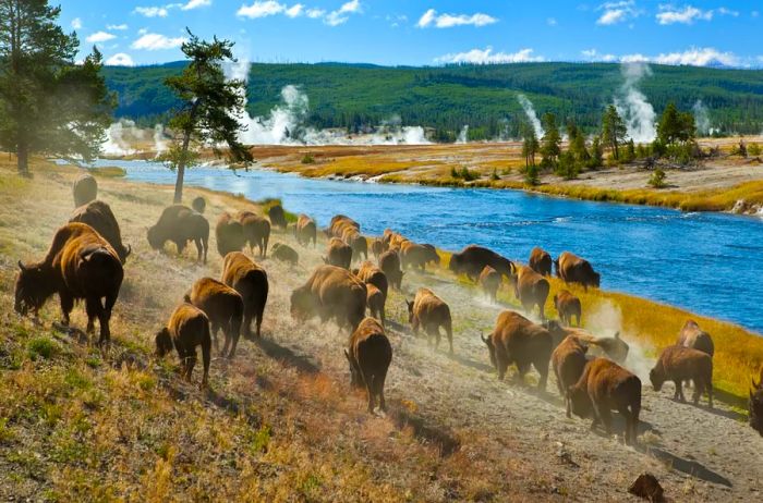 Yellowstone is also part of United’s plans for 2022.