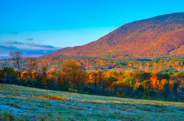 Vibrant autumn foliage enhances the rural scenery in Manchester, Vermont.