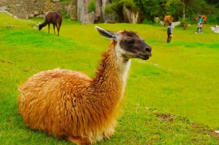 Llama at Machu Picchu sitting on the ground