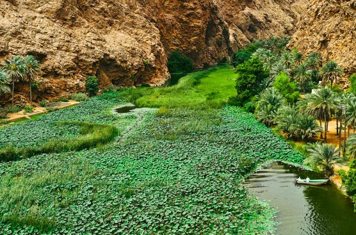 Aerial view of a small boat navigating through water adorned with lily pads at Wadi Shab