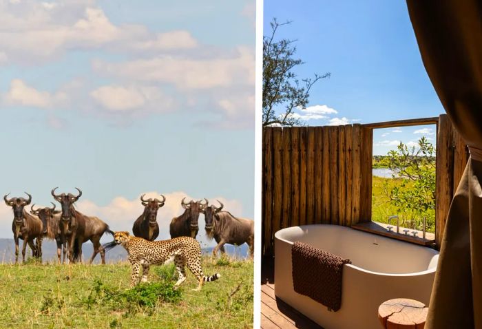 The Lamai Wedge is a wildlife-abundant region in the northern Serengeti National Park. Left: A wildebeest near a cheetah. Right: An outdoor bathtub in one of the six tented accommodations.