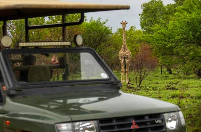 Tebogo Masiu and Smagele Twala encounter a giraffe during a game drive.