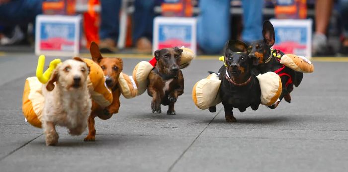 A pack of hounds dashes through the streets during the sixth annual John Morrell Running of the Wieners, kicking off Oktoberfest in Cincinnati at Fountain Square.