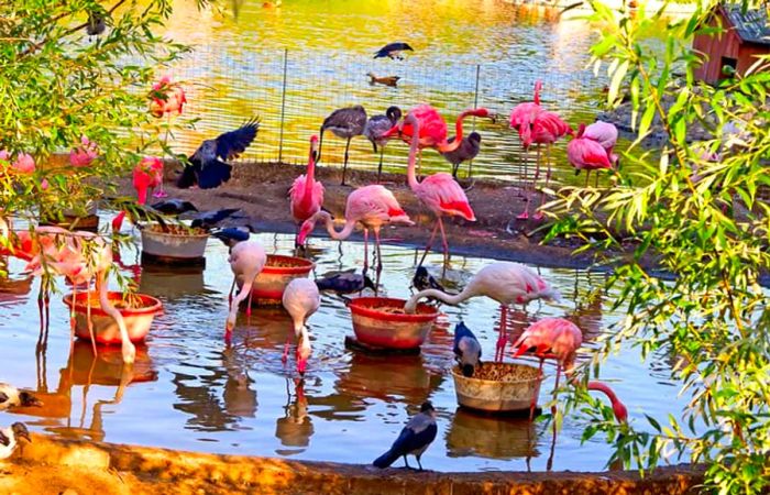 Experience Pink Flamingos at Nassau's Ardastra Gardens