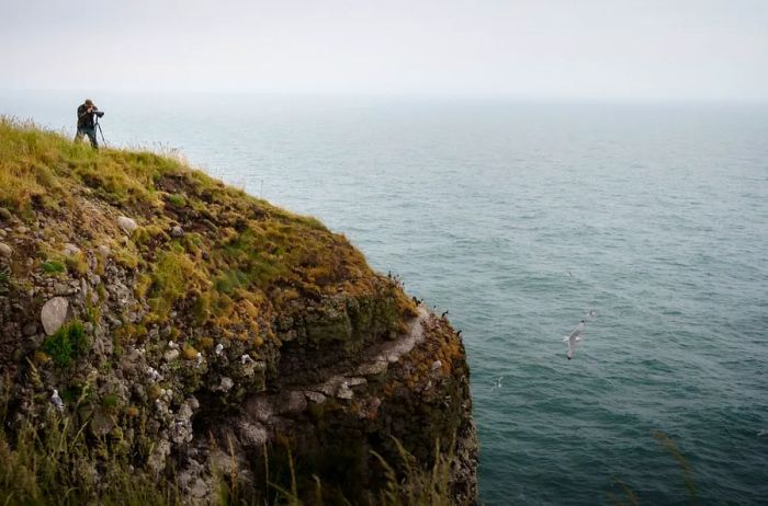 A man peers through a spotting scope on a cliff at Fowlsheugh Nature Reserve.