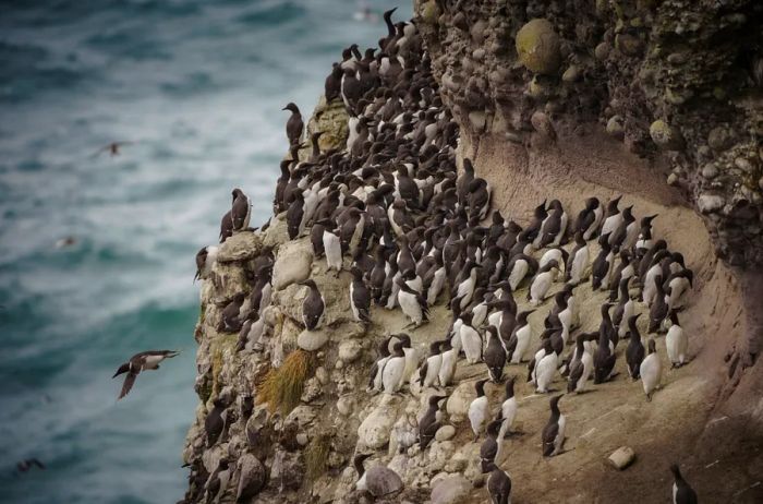 A colony of puffins perched on a cliff at Scotland's Fowlsheugh Nature Reserve.