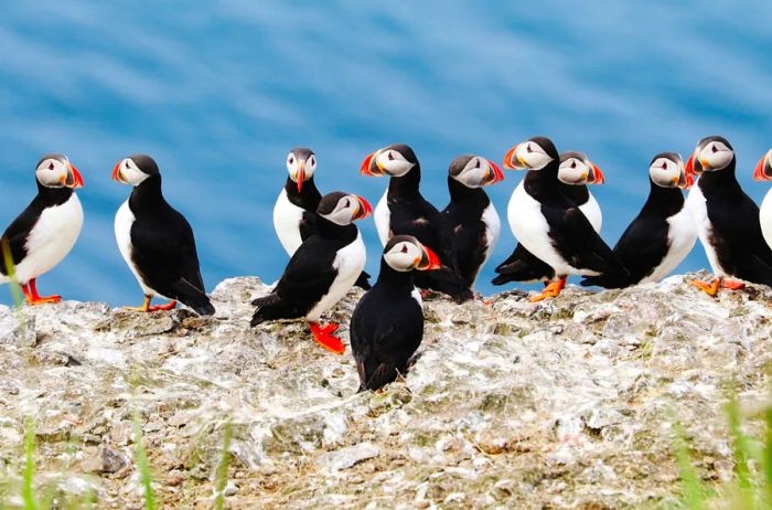 A group of puffins perched on a cliffside