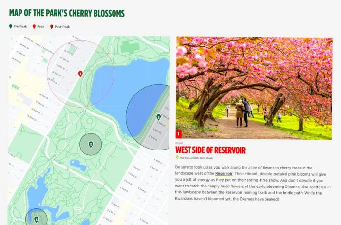 Screenshot of the Central Park Cherry Blossom Tracker featuring a map of the park