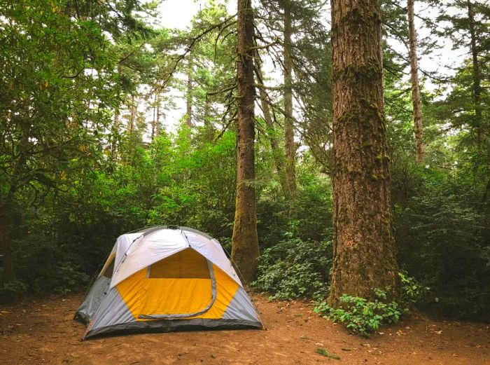 A tent nestled in a forest