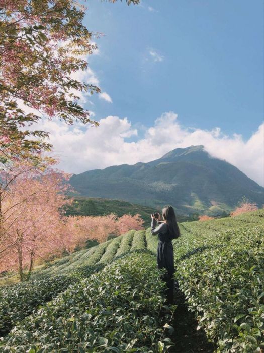 Sapa vào buổi sớm mai