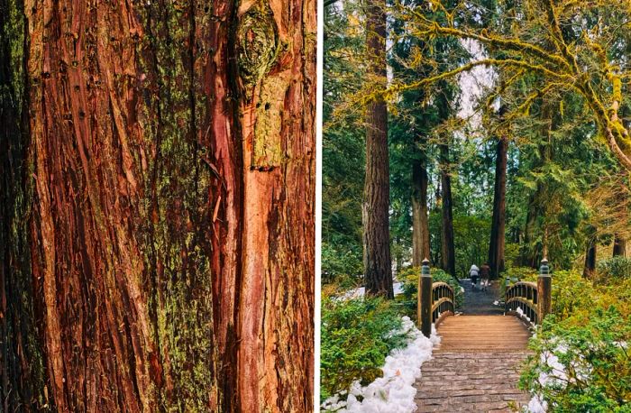 Trees in the Portland Japanese Garden