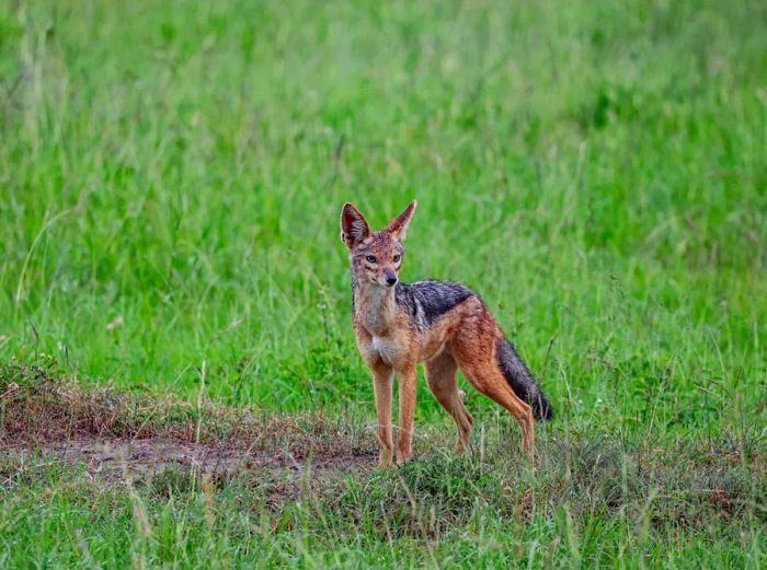 A jackal captured in Kenya's Masai Mara, close to the JW Marriott Masai Mara Lodge.