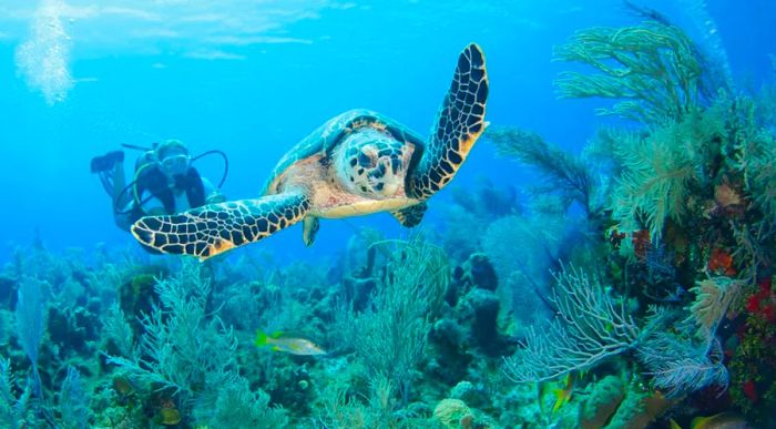 Cayman Brac is a treasure trove of sea life waiting to be explored.